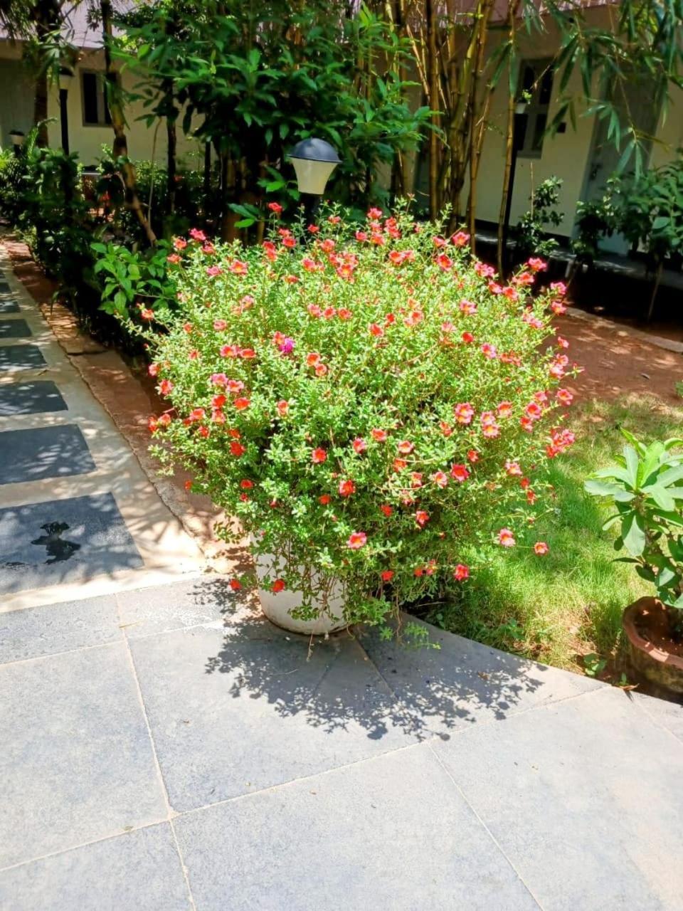 The Well Beach Side Guest House Auroville Exteriör bild